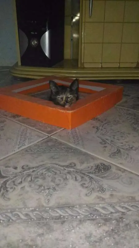 Gato ra a SRD idade 2 a 6 meses nome Paçoca