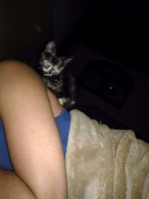 Gato ra a SRD idade 2 a 6 meses nome Paçoca