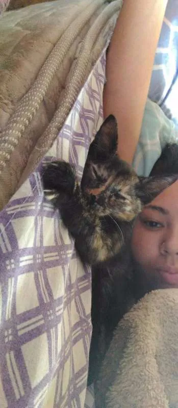 Gato ra a SRD idade 2 a 6 meses nome Paçoca