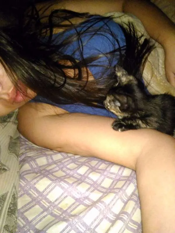 Gato ra a SRD idade 2 a 6 meses nome Paçoca