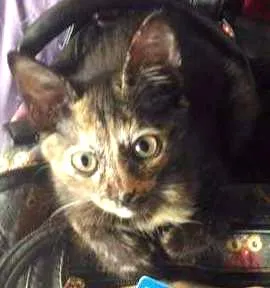 Gato ra a SRD idade 2 a 6 meses nome Paçoca