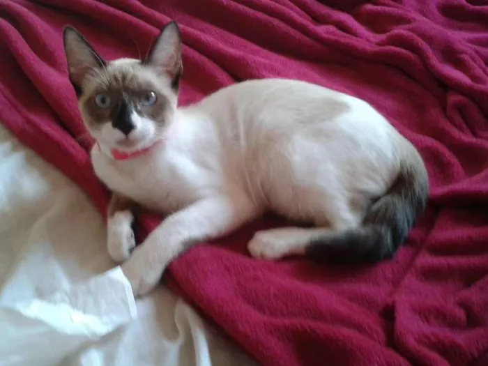 Gato raça Siamês idade 2 a 6 meses nome Pérola