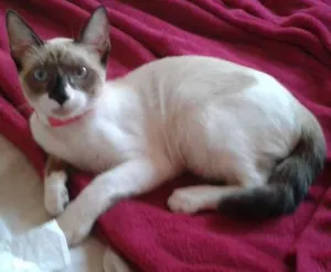 Gato raça Siamês idade 2 a 6 meses nome Pérola