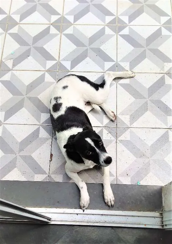 Cachorro ra a SRD idade 1 ano nome LUNA