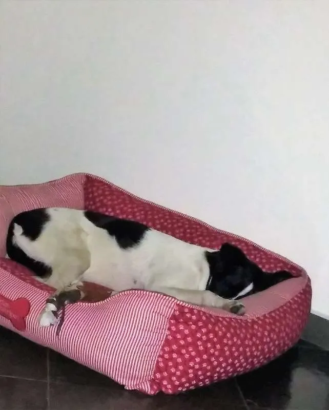 Cachorro ra a SRD idade 1 ano nome LUNA