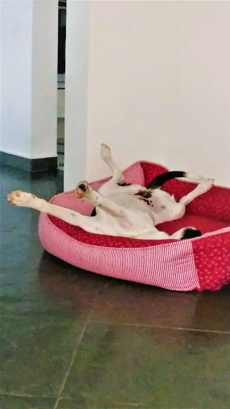 Cachorro ra a SRD idade 1 ano nome LUNA
