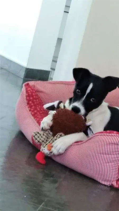 Cachorro ra a SRD idade 1 ano nome LUNA