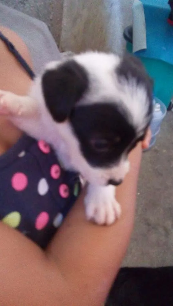 Cachorro ra a Labrador e viralata idade Abaixo de 2 meses nome Sao 10 filh. 40 dias