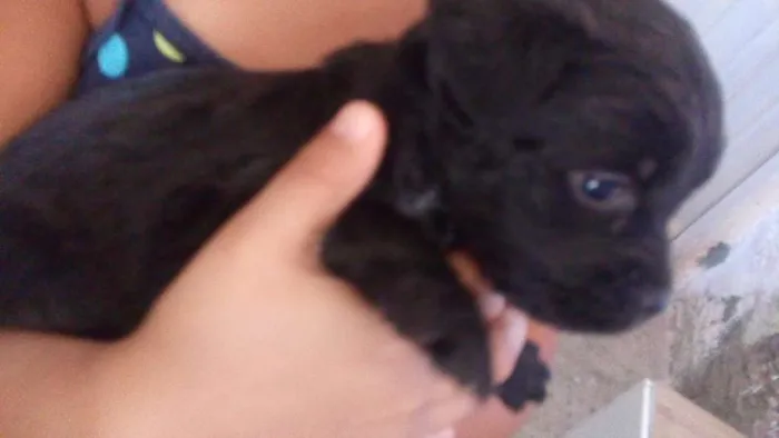 Cachorro ra a Labrador e viralata idade Abaixo de 2 meses nome Sao 10 filh. 40 dias