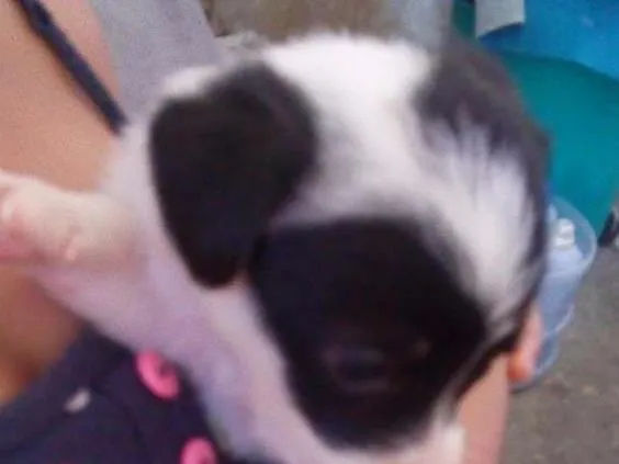 Cachorro ra a Labrador e viralata idade Abaixo de 2 meses nome Sao 10 filh. 40 dias