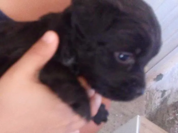 Cachorro ra a Labrador e viralata idade Abaixo de 2 meses nome Sao 10 filh. 40 dias