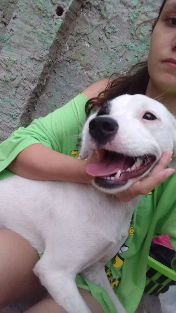 Cachorro ra a Vira lata idade 7 a 11 meses nome Pulga e lince