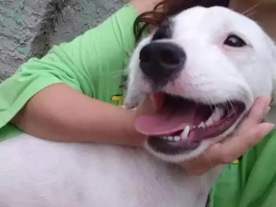 Cachorro ra a Vira lata idade 7 a 11 meses nome Pulga e lince
