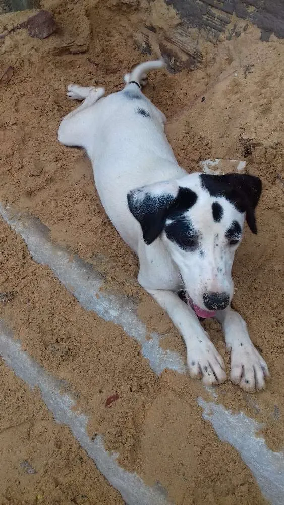Cachorro ra a Vira lata idade 7 a 11 meses nome Pulga e lince