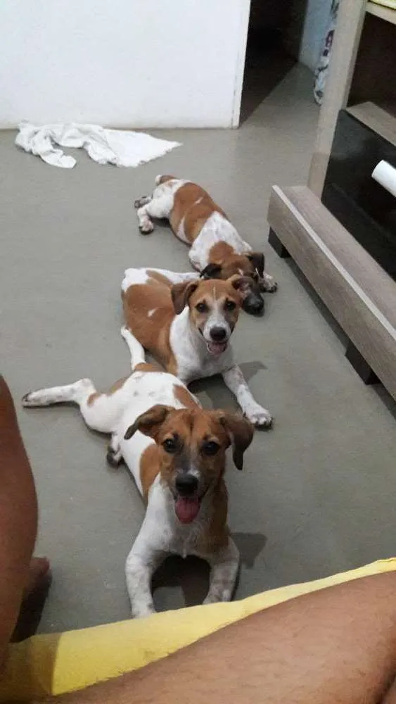 Cachorro raça Vira-lata  idade 2 a 6 meses nome Teo, Mag e Fred 