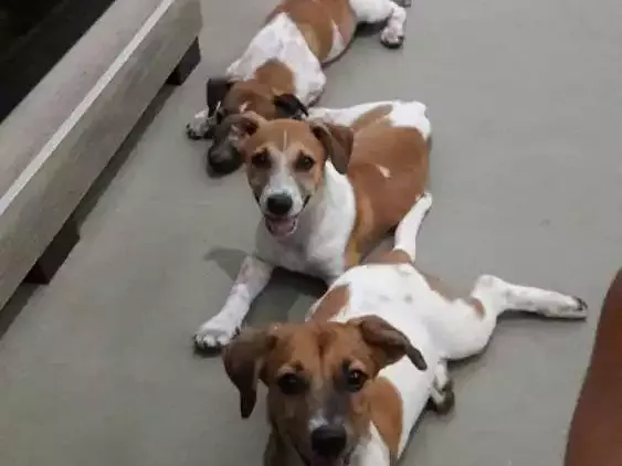 Cachorro raça Vira-lata  idade 2 a 6 meses nome Teo, Mag e Fred 