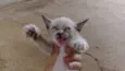 Fofinha 
