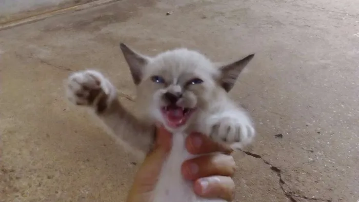 Gato ra a siamês mestiço  idade 2 a 6 meses nome Fofinha 