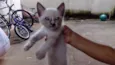 Fofinha 