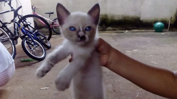 Gato ra a siamês mestiço  idade 2 a 6 meses nome Fofinha 