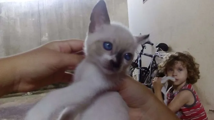 Gato ra a siamês mestiço  idade 2 a 6 meses nome Coquinha 