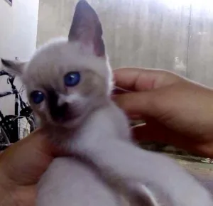 Gato raça siamês mestiço  idade 2 a 6 meses nome Coquinha 