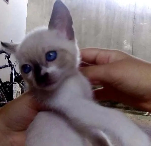 Gato ra a siamês mestiço  idade 2 a 6 meses nome Coquinha 