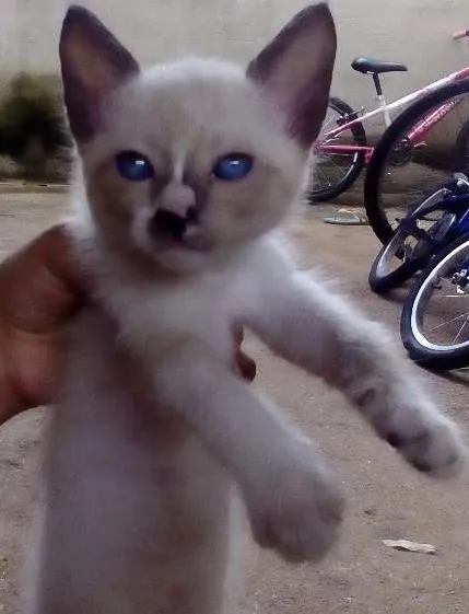 Gato ra a siamês mestiço  idade 2 a 6 meses nome Fofinha 