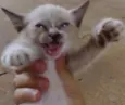 Fofinha 