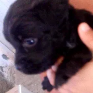 Cachorro raça Labrador e viralata idade Abaixo de 2 meses nome Sao 10 filh. 40 dias