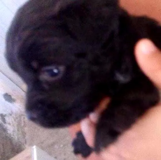 Cachorro ra a Labrador e viralata idade Abaixo de 2 meses nome Sao 10 filh. 40 dias