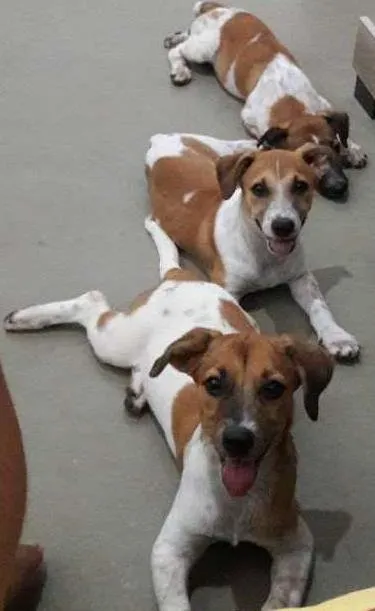 Cachorro raça Vira-lata  idade 2 a 6 meses nome Teo, Mag e Fred 