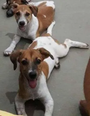 Cachorro raça Vira-lata  idade 2 a 6 meses nome Teo, Mag e Fred 