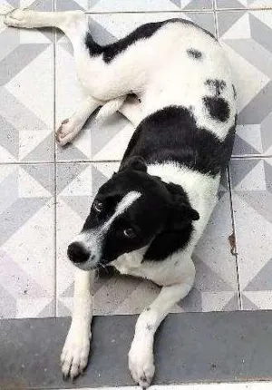 Cachorro raça SRD idade 1 ano nome LUNA