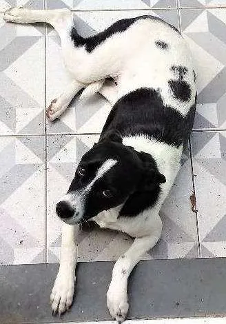Cachorro ra a SRD idade 1 ano nome LUNA
