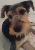 Rabito
