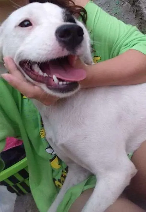Cachorro ra a Vira lata idade 7 a 11 meses nome Pulga e lince