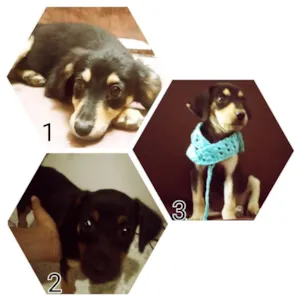 Cachorro raça Indefinida idade 2 a 6 meses nome Sem nome