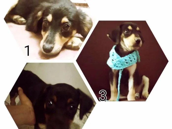 Cachorro ra a Indefinida idade 2 a 6 meses nome Sem nome