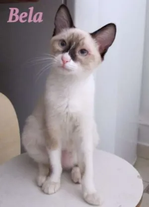 Gato raça SRD idade 2 a 6 meses nome Bela