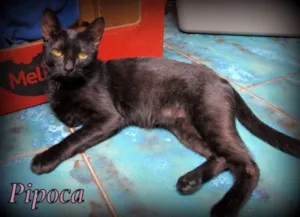 Gato raça SRD idade 2 a 6 meses nome Pipoca