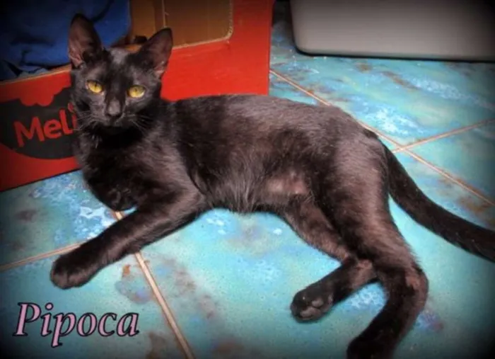 Gato ra a SRD idade 2 a 6 meses nome Pipoca
