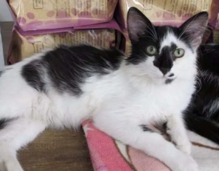 Gato ra a SRD idade 2 a 6 meses nome Horácio