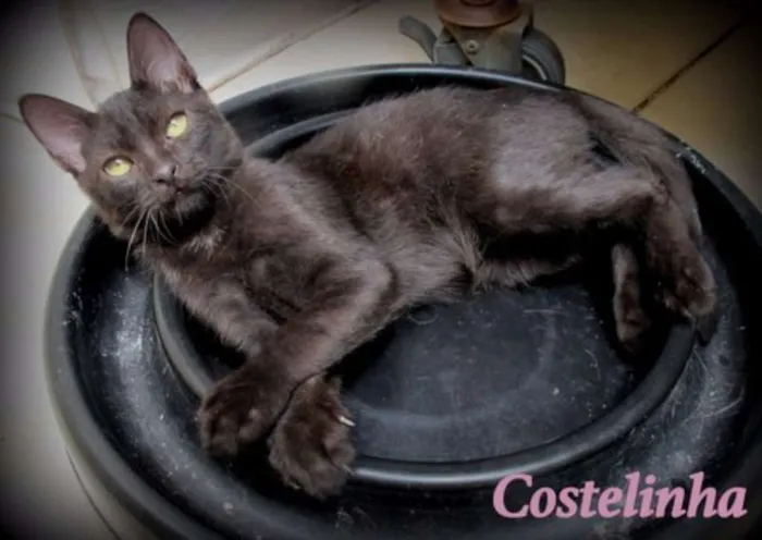 Gato ra a SRD idade 2 a 6 meses nome Costelinha