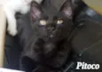 Pitoco