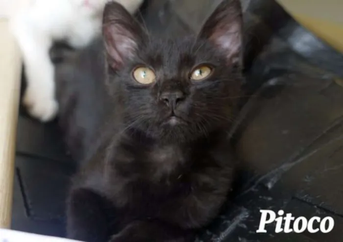 Gato ra a SRD idade 2 a 6 meses nome Pitoco