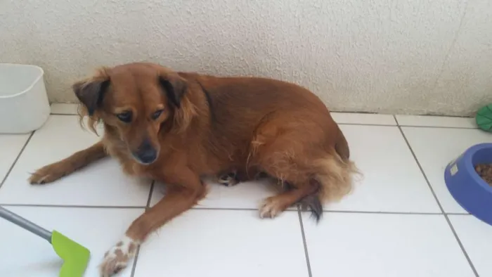 Cachorro ra a Vira lata idade 4 anos nome Talita