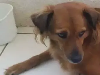 Cachorro ra a Vira lata idade 4 anos nome Talita