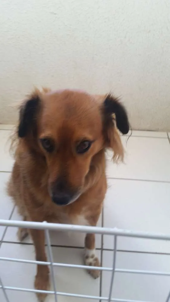 Cachorro ra a Vira lata idade 4 anos nome Talita