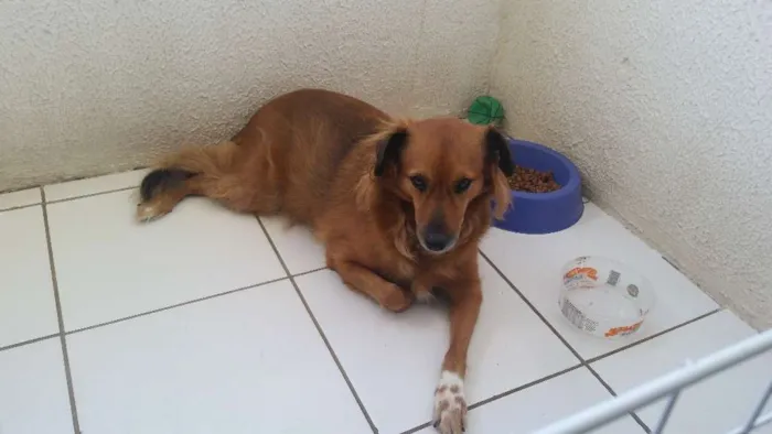 Cachorro ra a Vira lata idade 4 anos nome Talita